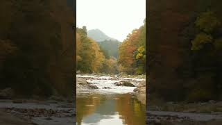 Autumn river sounds autumn river [upl. by Odrareve]