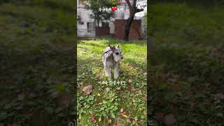 슈나우저❤️루야 schnauzer puppy sohrts cutedog healing 가을산책 낙엽 겁쟁이 씨엔블루 좋은노래 music [upl. by Joletta]