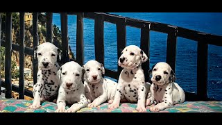 Dalmatian puppies 4 weeks old D sweet as honey [upl. by Droc224]