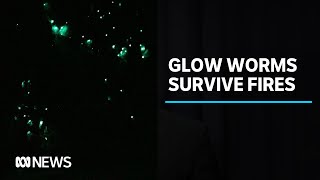 Glow worms feared lost in NSW bushfires found alive and thriving  ABC News [upl. by Gerladina]