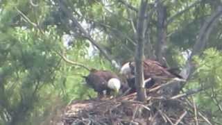 Eagles of Stony Creek Metropark [upl. by Nuahs767]