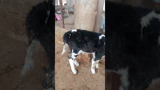 HF Heifer cow dairy dr Ghazanfar Ali [upl. by Atews487]