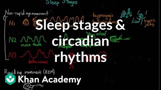 Sleep stages and circadian rhythms  Processing the Environment  MCAT  Khan Academy [upl. by Erny]