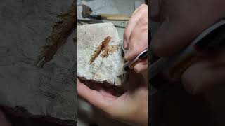 Conserving glossopteris fossil with super glue [upl. by Conyers]