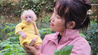 Bubu monkey is equipped with clothes by his mother to cope with the winter cold [upl. by Clemente245]