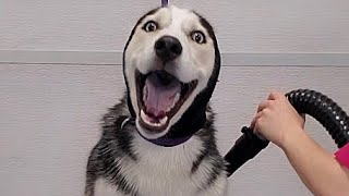 Hilarious dramatic Husky throws a temper tantrum [upl. by Airamas]