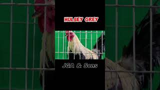 WGE 2024 Poultry Expo  Hulsey Grey [upl. by Narine976]