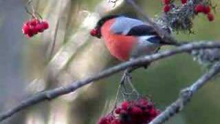 bullfinch [upl. by Arbed]