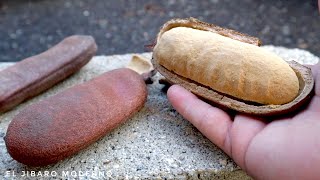 PROBANDO LA ALGARROBA FRUTA CASI EXTINTA EN PUERTO RICO [upl. by Atnek]