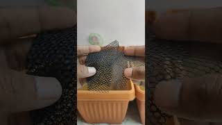 Guppy fish breeding best feed formula guppy fish breeding formula bettafish viralshort video [upl. by Maurer]