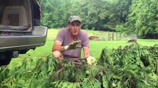 Rooting Huge Leyland Cypress Cuttings From Storm Damaged Trees [upl. by Yrannav952]