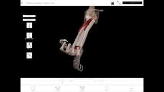 LearnVisible Body  Forearm Pronation and Supination [upl. by Atilem249]