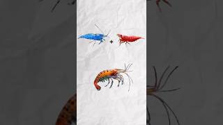 Wait for the result shorts ytshorts fishtank aquarium shrimp shrimpbreeding [upl. by Attem]