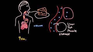 Insulin 1 What does insulin do and why do we need it [upl. by Gisele]