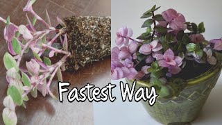 Easy Callisia Repens Pink Lady Propagation step by step [upl. by Cathleen]