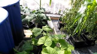 Cucumber in Autopots with Biotabs [upl. by Anallij753]