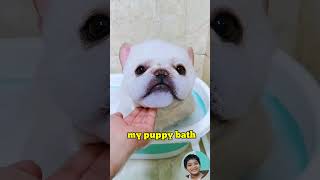 Cute Teacup Puppy Bathing and Grooming  Pet lovers  Bath ASMR viral asmr pink puppy dogbath [upl. by Ainnet786]