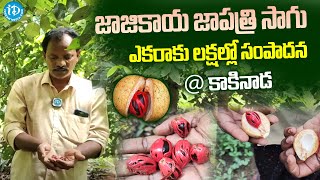 జాజికాయ జాపత్రి సాగు Nutmeg Cultivation In Kakinada  Nutmeg Cultivation Telugu  I Dream [upl. by Press]