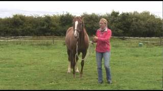 Vanessa Bee teaches horse agility inhand and at liberty TRAILER [upl. by Tager]