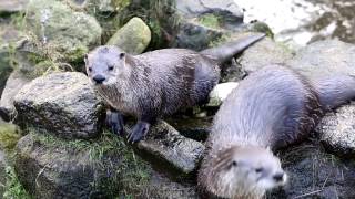 Exploring Devon Otter Sanctuary [upl. by Youngran]