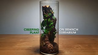 Ficus Quercifolia  Anubias Simple and Easy Terrarium relaxing terrarium [upl. by Binah]