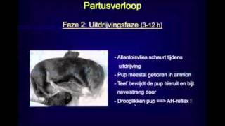 DRACHTDIAGNOSE HOND [upl. by Yesrej]