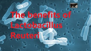 The benefits of Lactobacillus Reuteri [upl. by Abott]