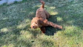 Cockapoo won’t give up his ball 🐶🎾 [upl. by Stilwell]