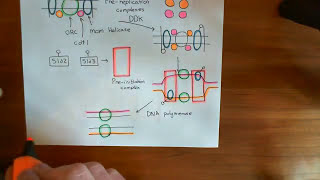 The Cell Cycle  The G2  M Checkpoint Part 4 [upl. by Kcirdde]