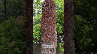 Huge Tree Fern growing in Canada 🥶 dicksonia antarctica [upl. by Jaymee720]