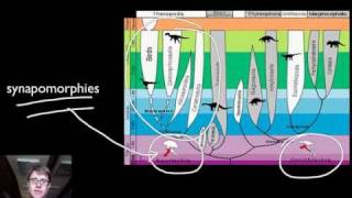 Phylogenetics [upl. by Tybalt]