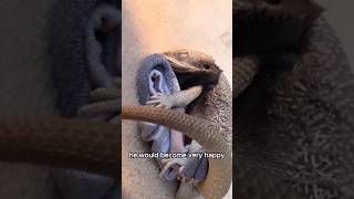 Lizard with strange hobbies shorts shortvideo animals strange [upl. by Karita707]