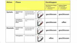 Herzaktionen  Systole und Diastole in der Heilpraktikerausbildung [upl. by Chevy]