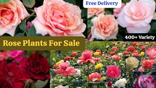 Winter Beautiful Rose Collection🌹Best Quality Rose Plants Sale🌹Free Shipping 🚚 WhatsApp 8250221446 [upl. by Parsaye]