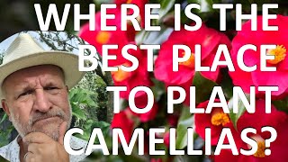 Where is the Best Place to Plant and Grow a Camellia [upl. by Dan327]