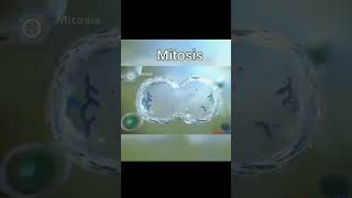 mitosis biology mitosis celldivision trending shorts viralshort [upl. by Parette]