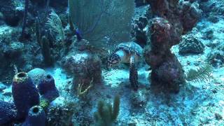 Fish Tank Dive Site  East End  Grand Cayman [upl. by Adnauq]