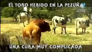 El Toro Herido En La Pezuña Una Cura Muy Complicada Parte 22 [upl. by Ysak537]