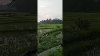 View sangat indah cover music storywa desa sawah laguviral [upl. by Ettesus]