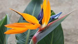 Strelitzia reginae  Bird of Paradise Crane Flower [upl. by Gruver]