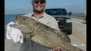 Skyway Pier Grouper Secrets [upl. by Aymik]