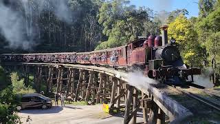 Puffing Billy Monday 12 August 2024 [upl. by Yot]