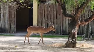 Blackfaced impala [upl. by Koblas]