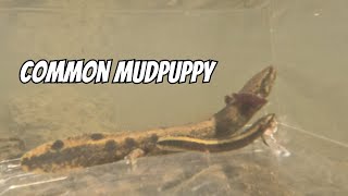 Common Mudpuppy Observation Tank  Necturus maculosus [upl. by Rory429]