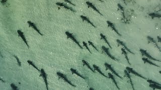 Leopard Sharks amp Great White Sharks Not So Far Apart [upl. by Joyce]