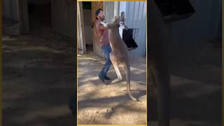 Women rescue baby kangaroo kangaroo facts animals education rescue shorts [upl. by Richelle]