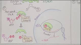 Endocrinology Protein Peptide Amino Acid Derivative Hormones Their Receptors and Actions [upl. by Anivlac]