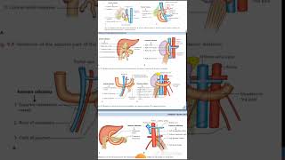 DUDENUM Relations Anatomy Quick Revision University Exam [upl. by Ollie]