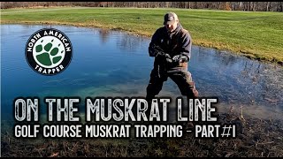 GOLF COURSE MUSKRAT Trapping  PART1 [upl. by Nichani]