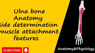 Ulna bone anatomy side determination features muscle attachments upper limb anatomy [upl. by Mcconaghy]